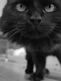 Black Kitten screenshot #1 240x320