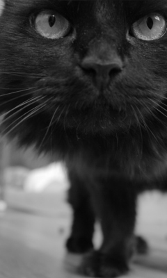 Fondo de pantalla Black Kitten 240x400