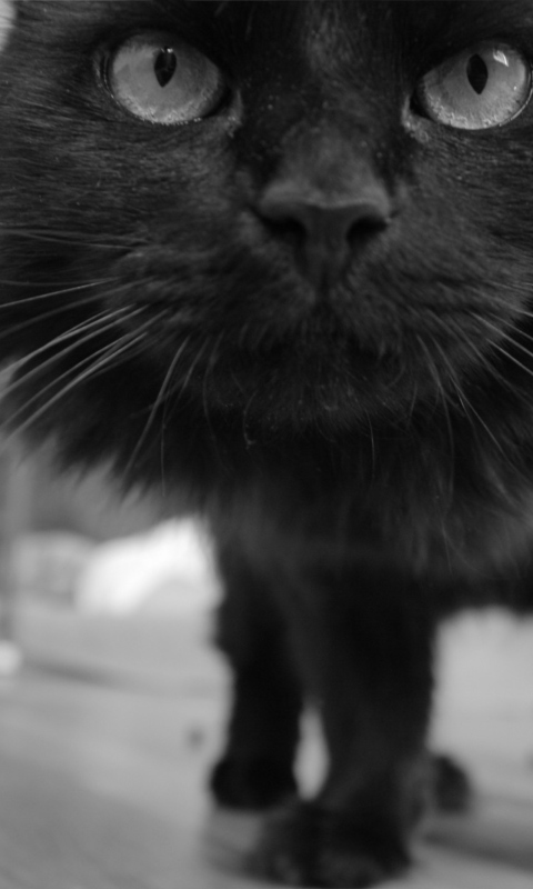 Fondo de pantalla Black Kitten 480x800