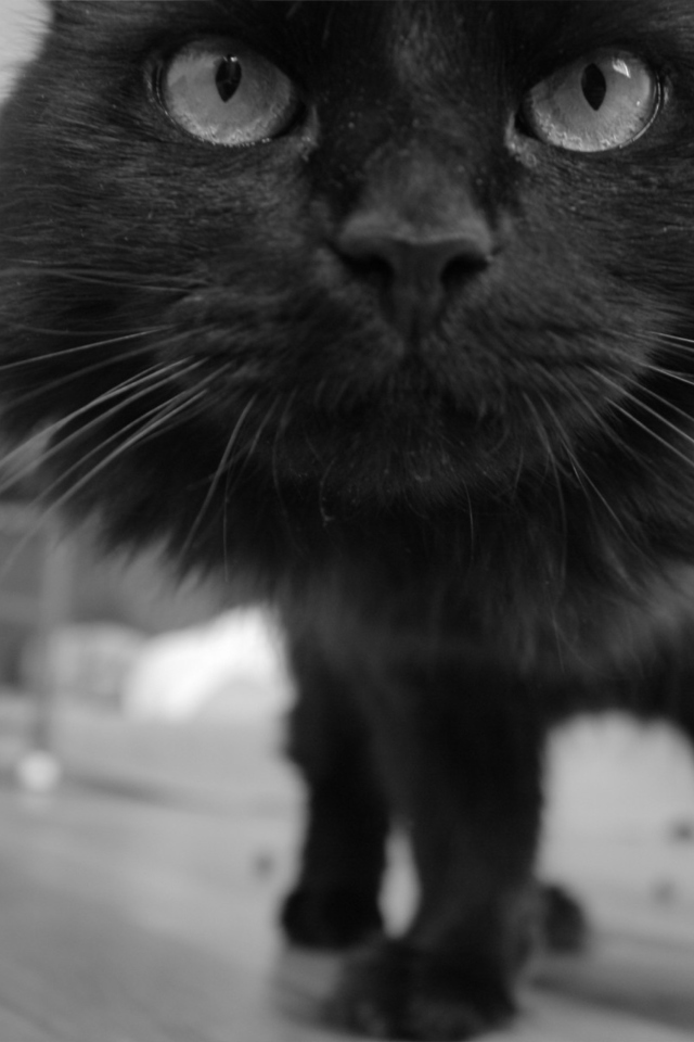 Screenshot №1 pro téma Black Kitten 640x960