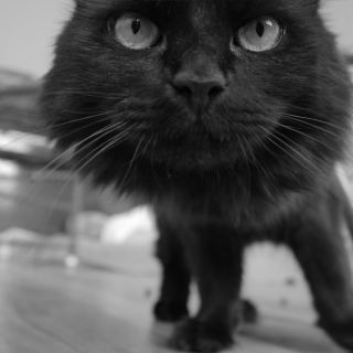 Black Kitten - Obrázkek zdarma pro Nokia 6230i