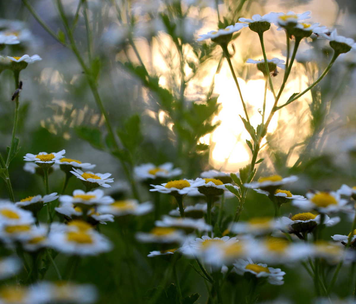 Das Chamomile Macro Photo Wallpaper 1200x1024