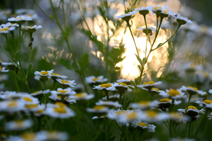 Das Chamomile Macro Photo Wallpaper