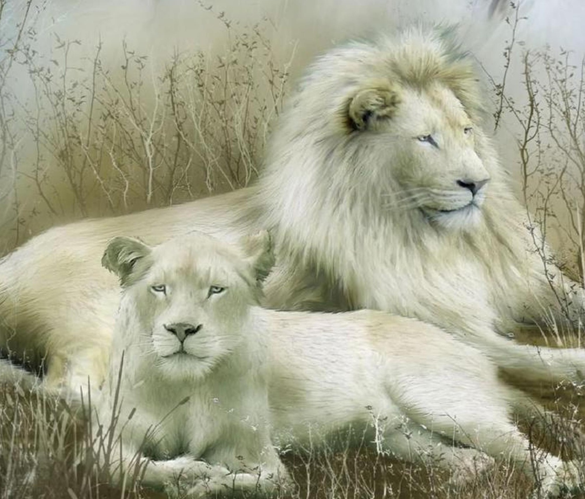 Das White Lions Wallpaper 1200x1024