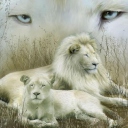 Обои White Lions 128x128