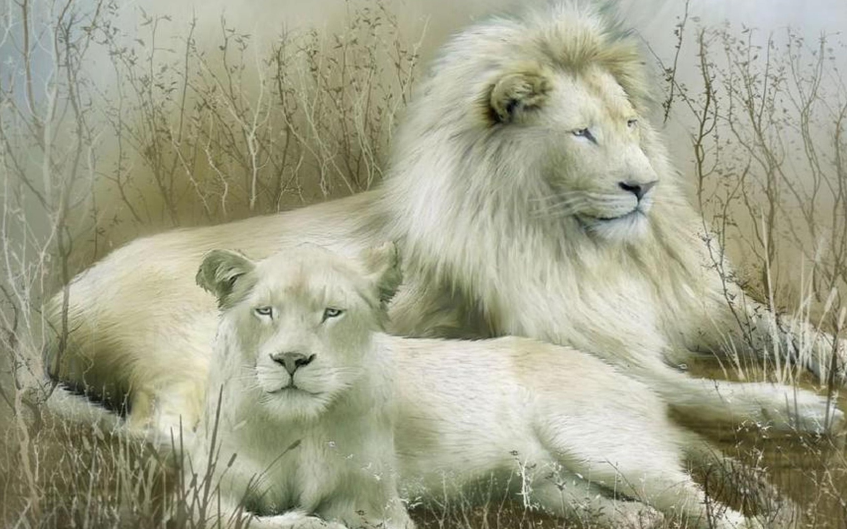 Das White Lions Wallpaper 1680x1050