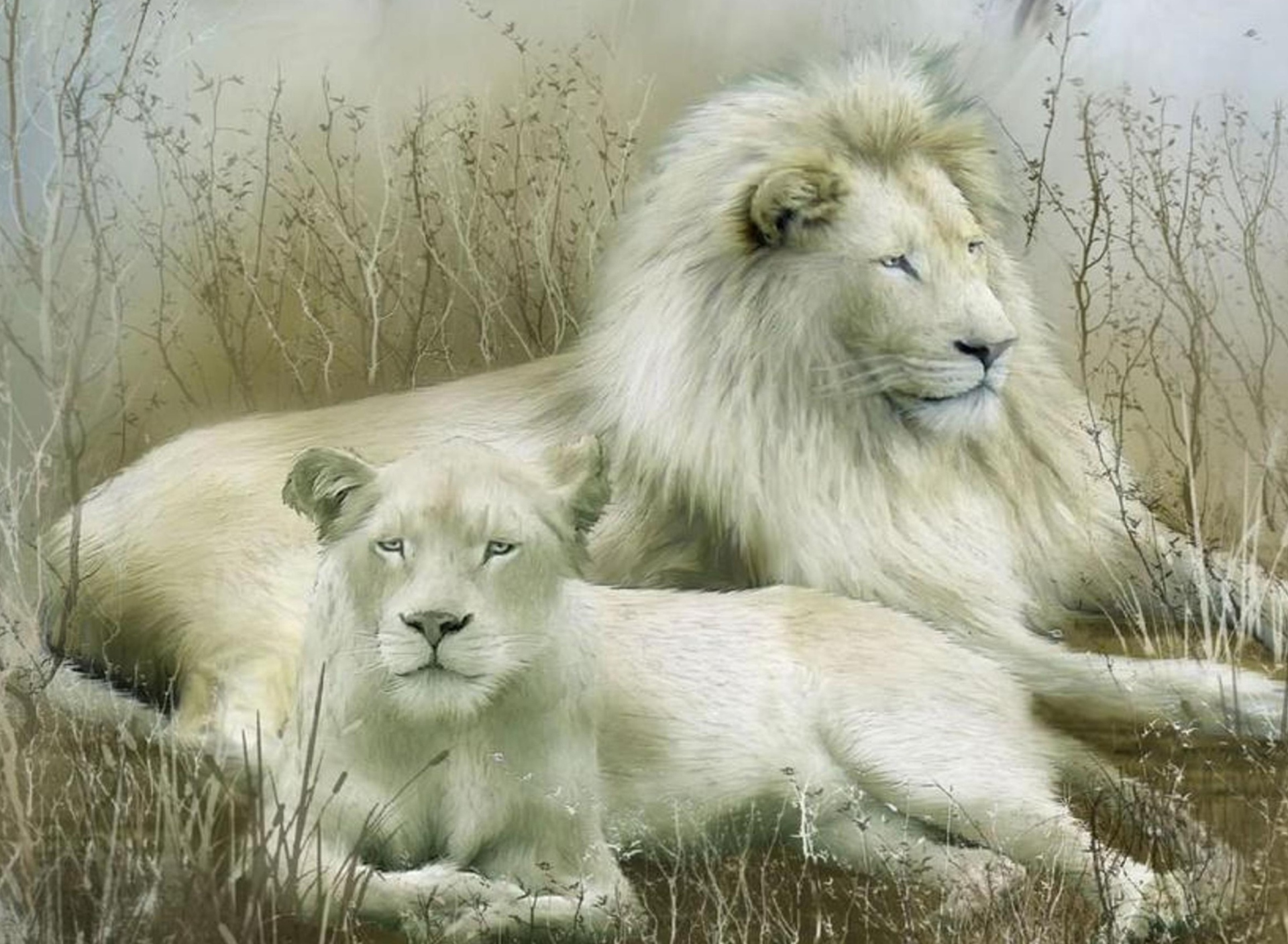 Fondo de pantalla White Lions 1920x1408