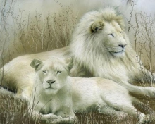 White Lions wallpaper 220x176