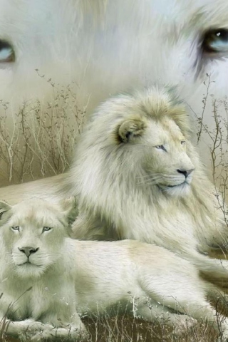 Das White Lions Wallpaper 320x480