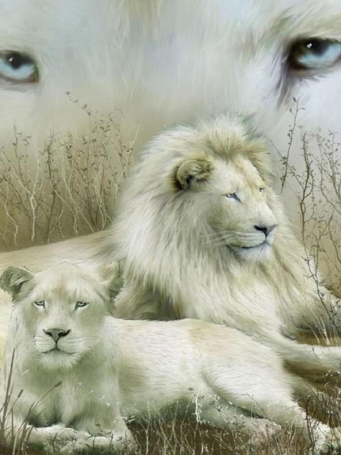 White Lions wallpaper 480x640