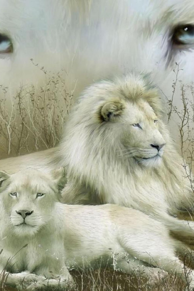 Sfondi White Lions 640x960