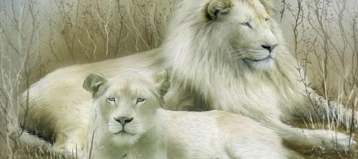 Sfondi White Lions 720x320