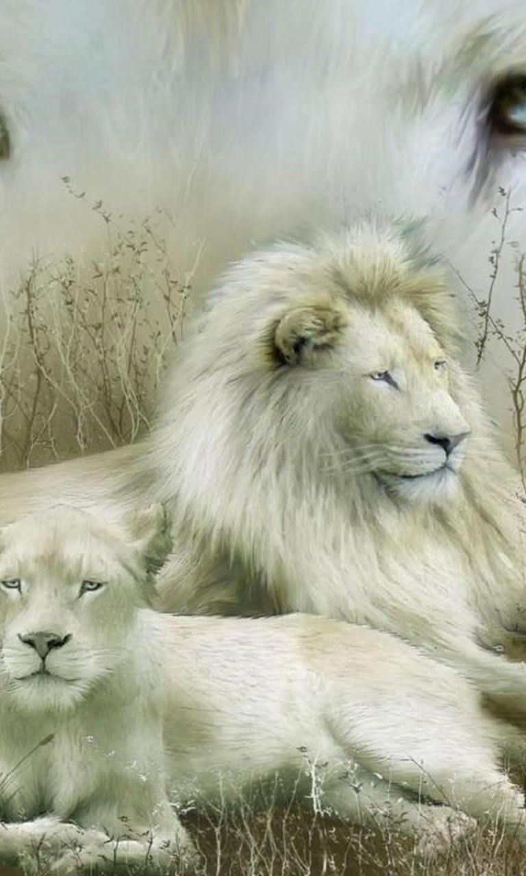 Sfondi White Lions 768x1280