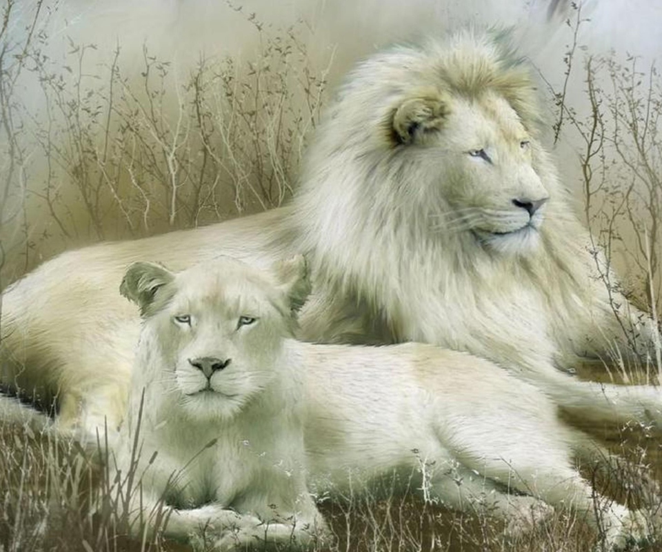 Das White Lions Wallpaper 960x800