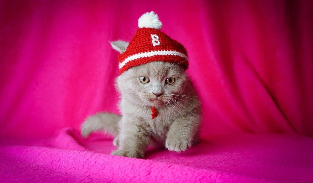 Обои Kitten In Funny Hat 1024x600