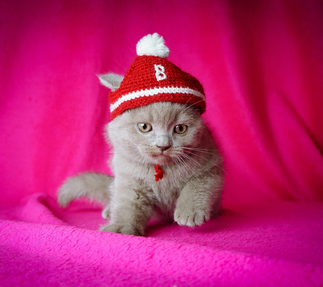 Das Kitten In Funny Hat Wallpaper 1080x960