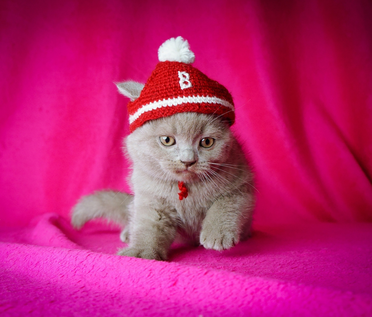 Обои Kitten In Funny Hat 1200x1024