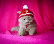 Kitten In Funny Hat wallpaper 176x144