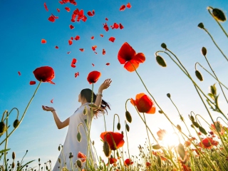 Обои Girl In Poppy Field 320x240