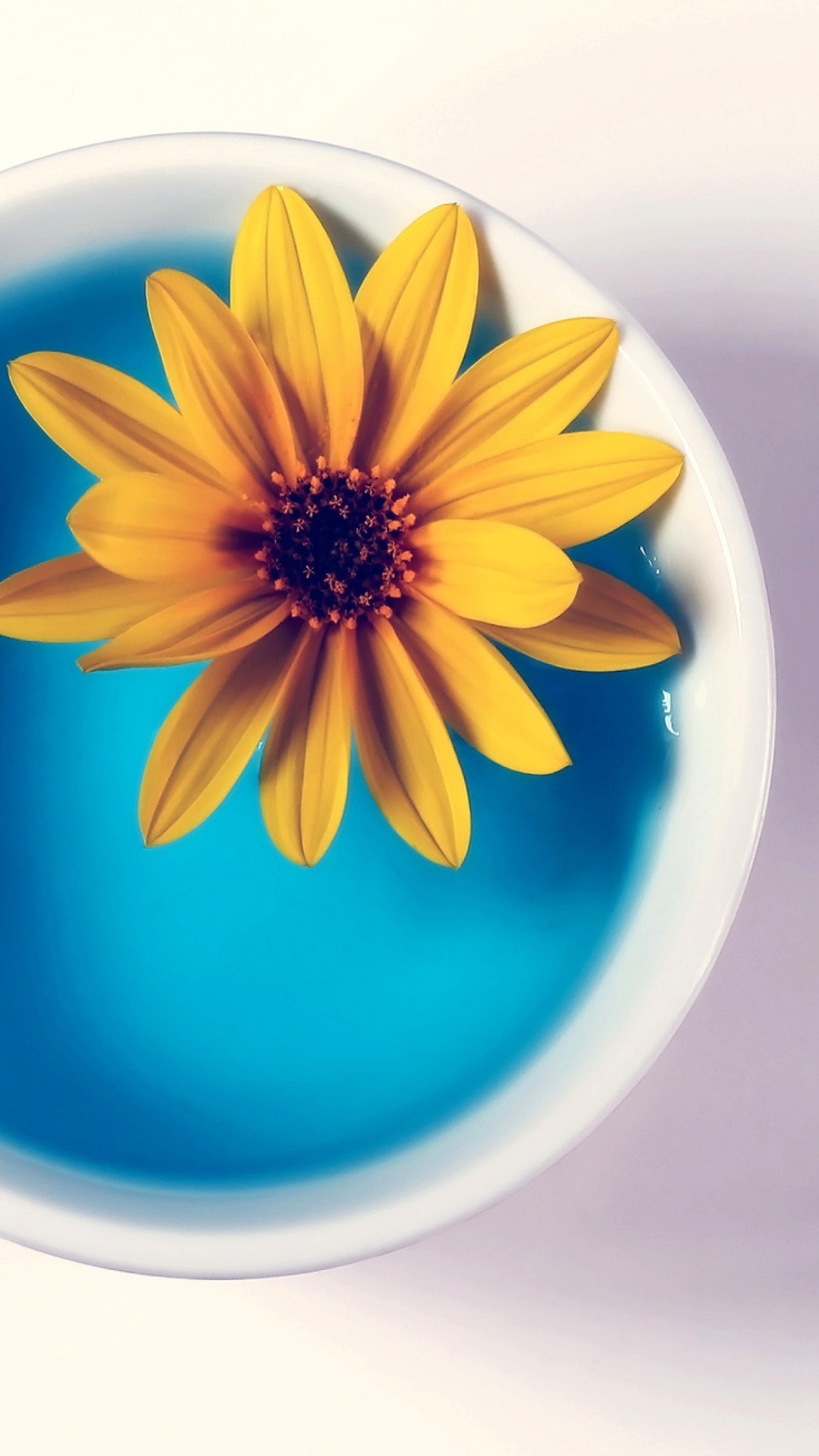 Обои Yellow Flower Blue Water 1080x1920