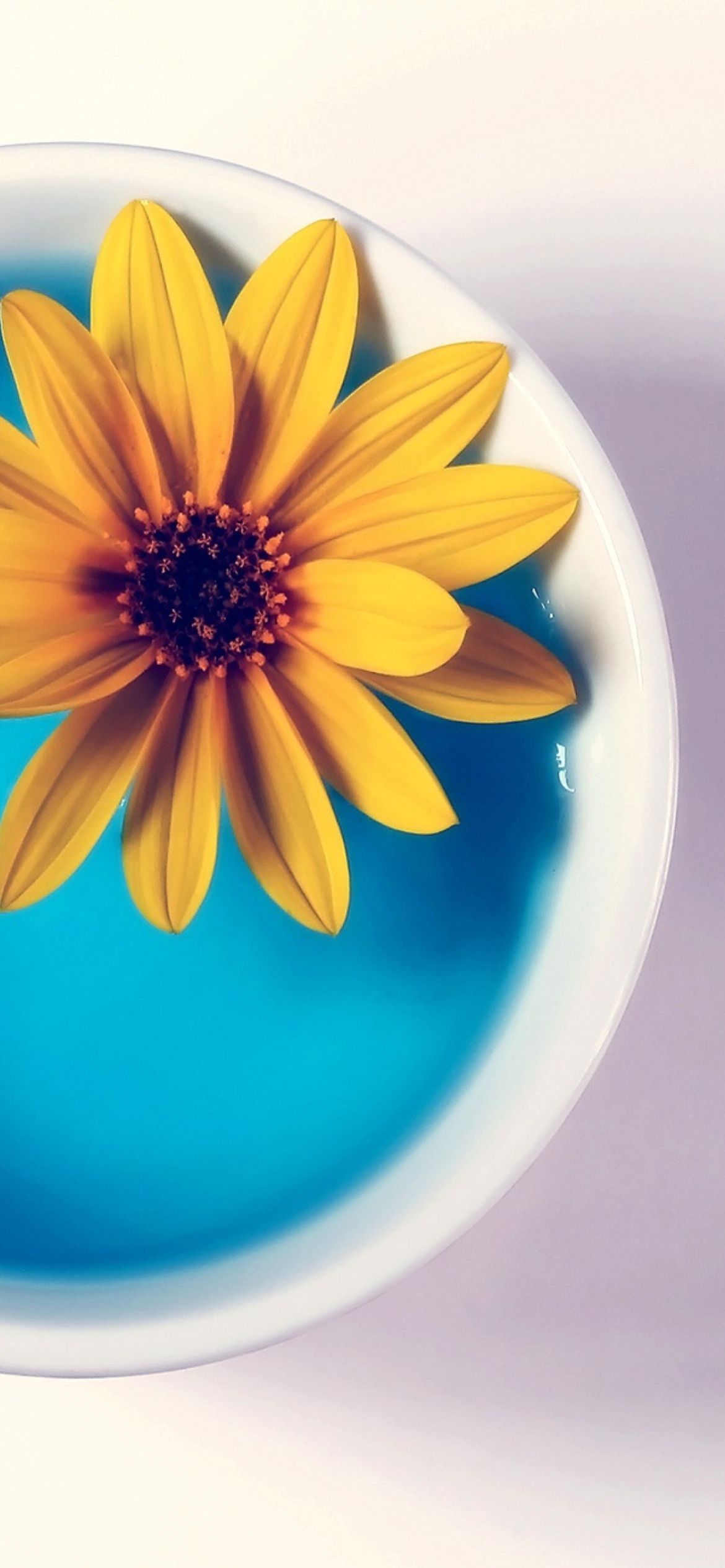 Обои Yellow Flower Blue Water 1170x2532