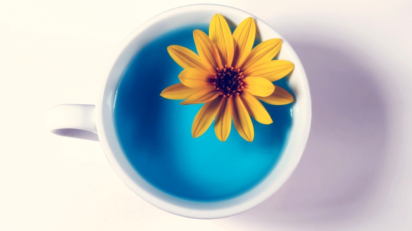 Sfondi Yellow Flower Blue Water 1366x768