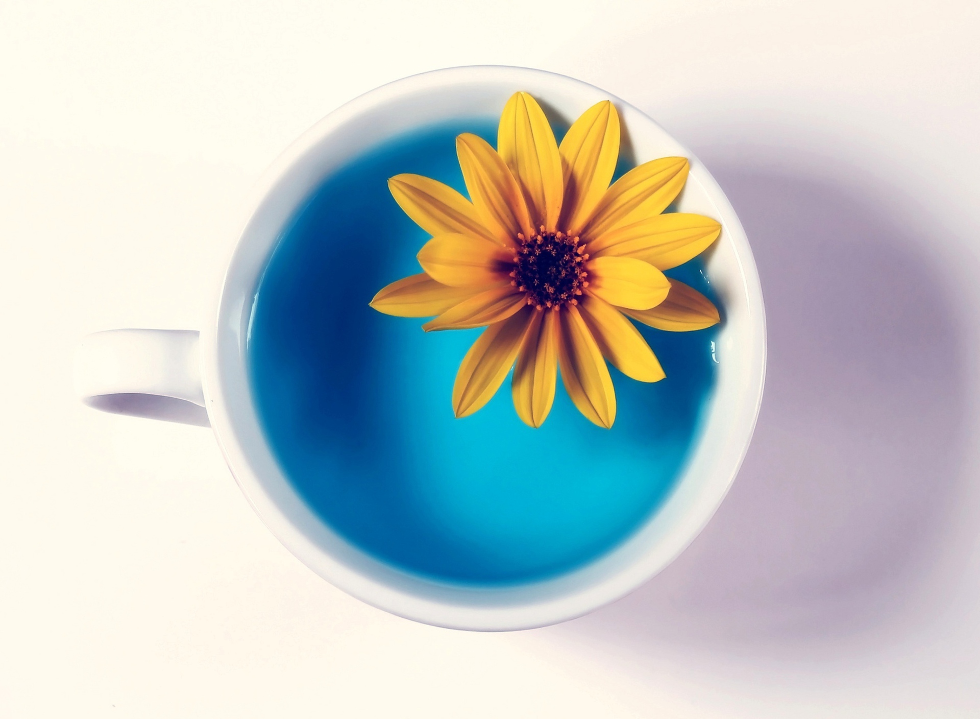 Yellow Flower Blue Water screenshot #1 1920x1408