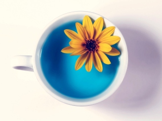 Fondo de pantalla Yellow Flower Blue Water 320x240