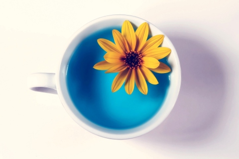 Yellow Flower Blue Water wallpaper 480x320