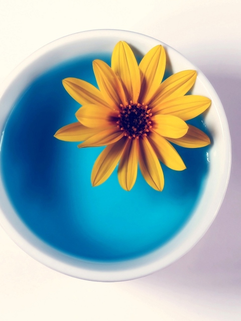 Обои Yellow Flower Blue Water 480x640