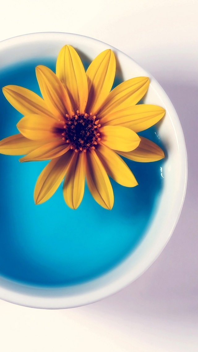 Sfondi Yellow Flower Blue Water 640x1136