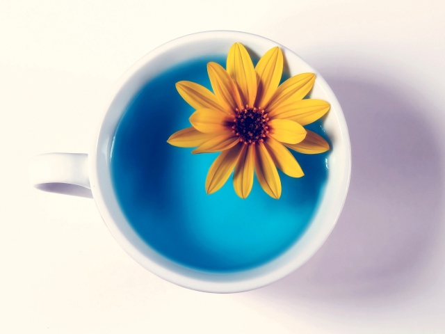Sfondi Yellow Flower Blue Water 640x480