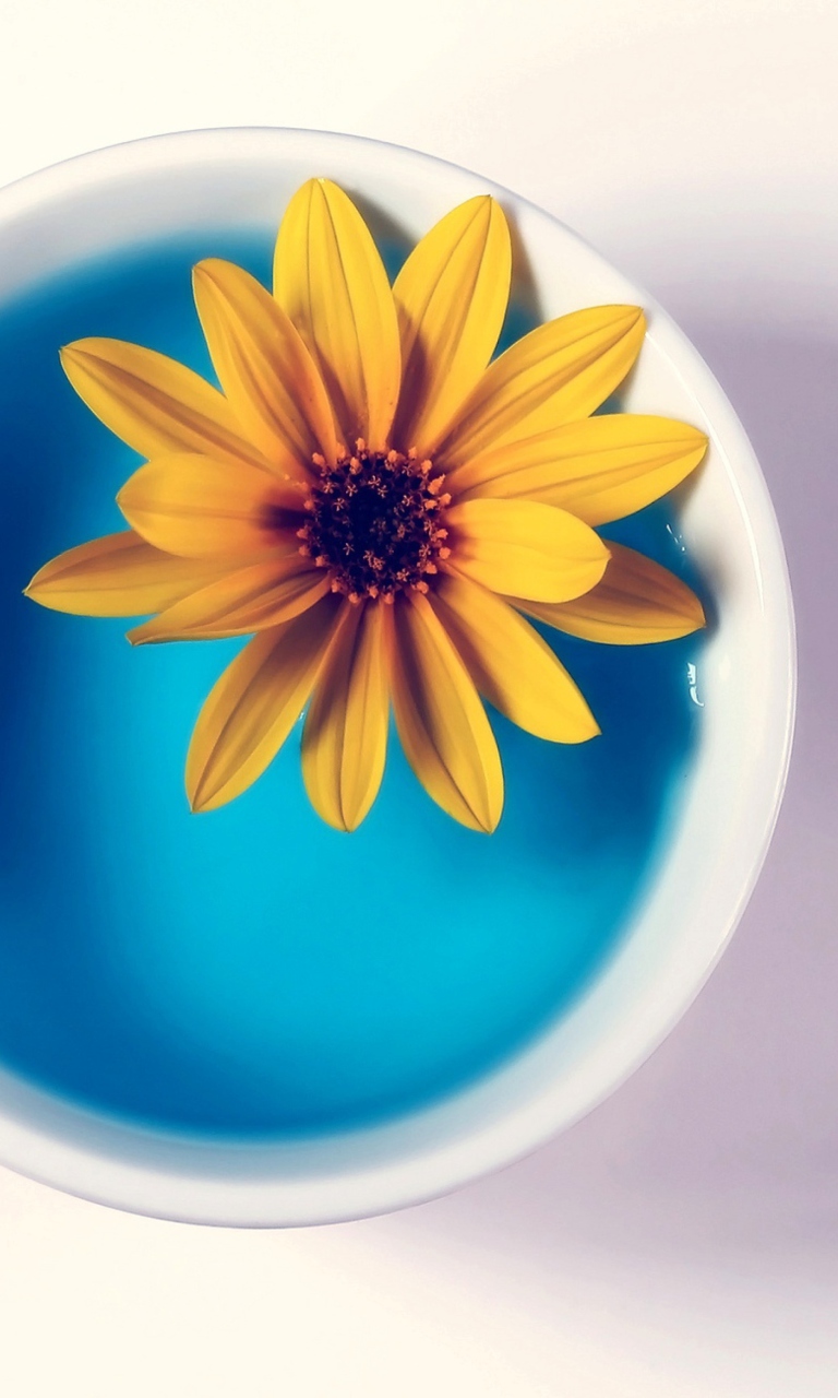 Обои Yellow Flower Blue Water 768x1280