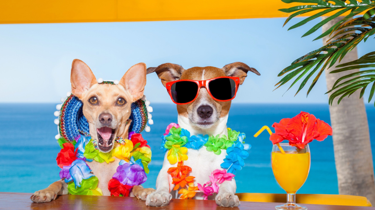 Fondo de pantalla Dogs in tropical Apparel 1280x720