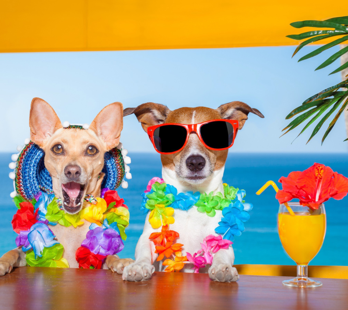 Dogs in tropical Apparel wallpaper 1440x1280