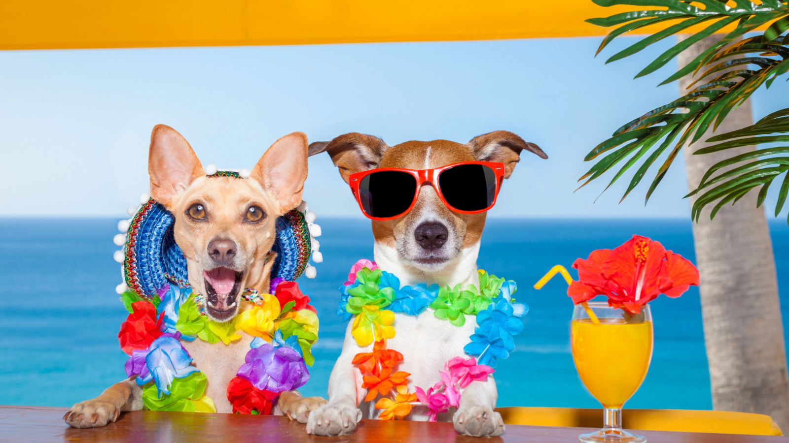 Dogs in tropical Apparel wallpaper 1600x900
