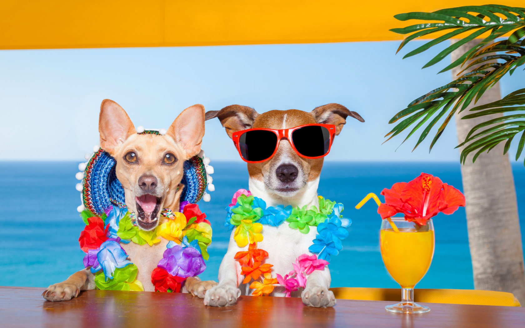 Das Dogs in tropical Apparel Wallpaper 1680x1050