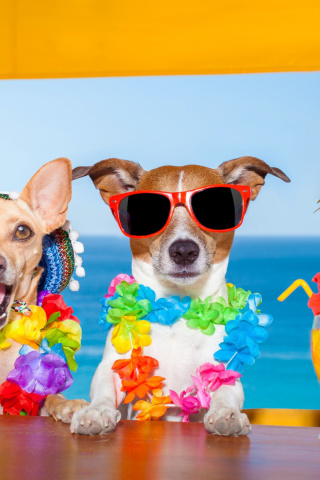 Dogs in tropical Apparel wallpaper 320x480