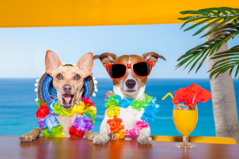 Das Dogs in tropical Apparel Wallpaper 480x320