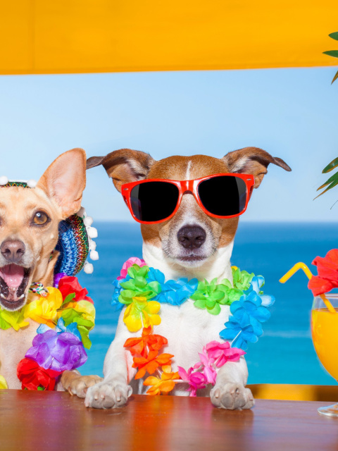 Обои Dogs in tropical Apparel 480x640