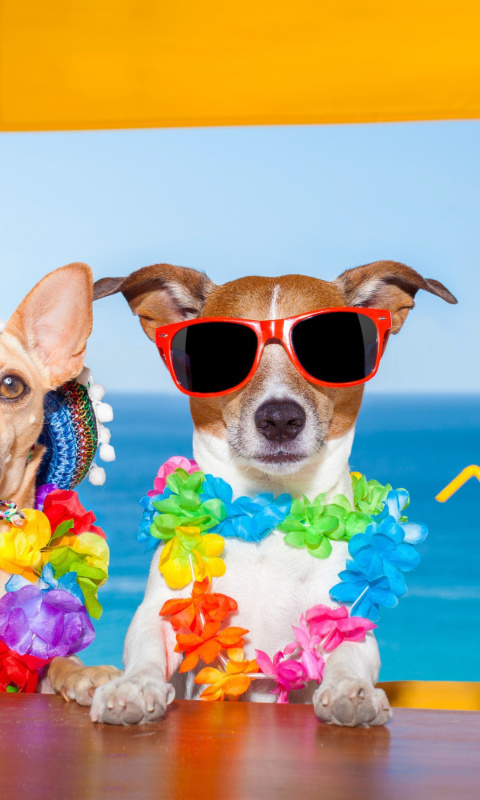 Dogs in tropical Apparel wallpaper 480x800