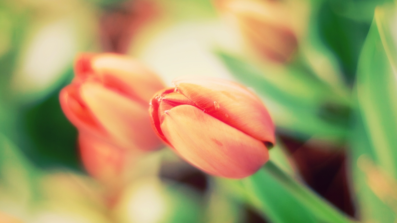 Sfondi Early Tulips 1280x720