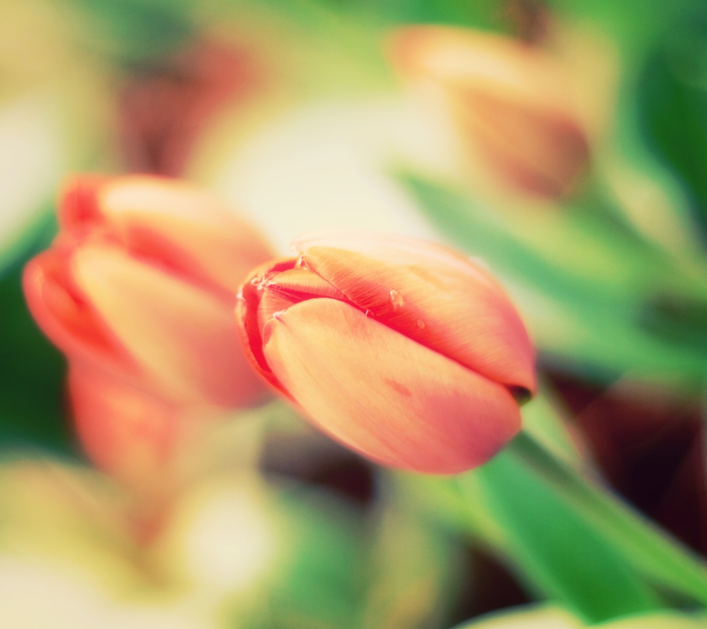 Early Tulips wallpaper 1440x1280