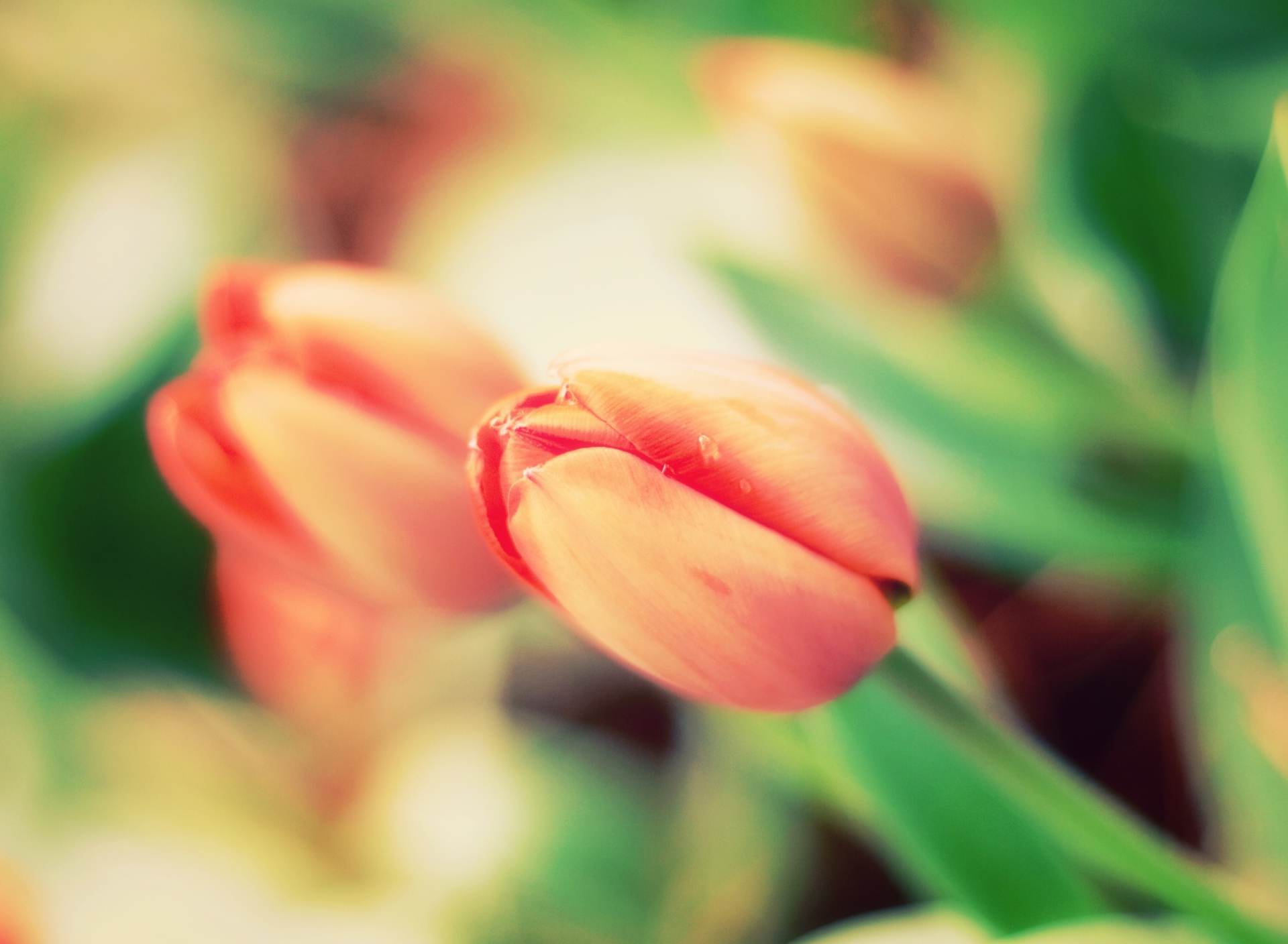 Sfondi Early Tulips 1920x1408