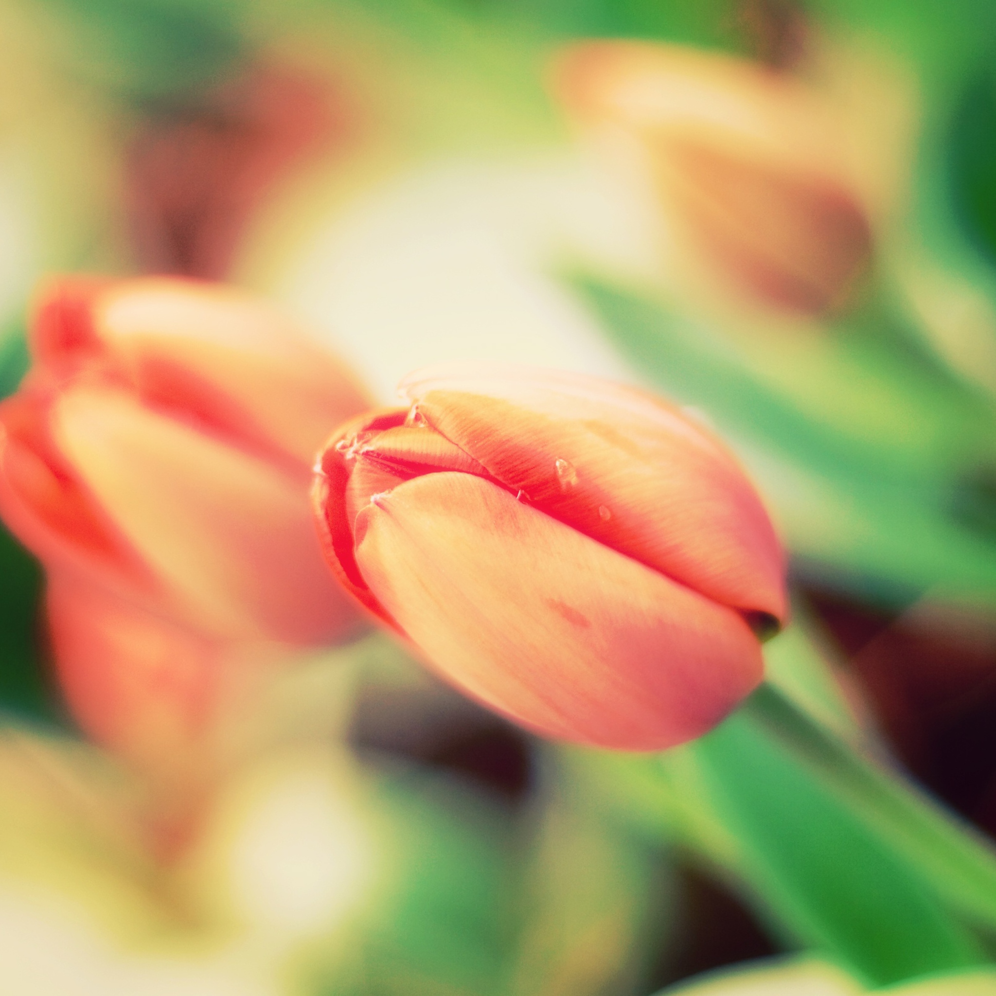 Fondo de pantalla Early Tulips 2048x2048