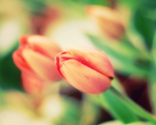 Fondo de pantalla Early Tulips 220x176