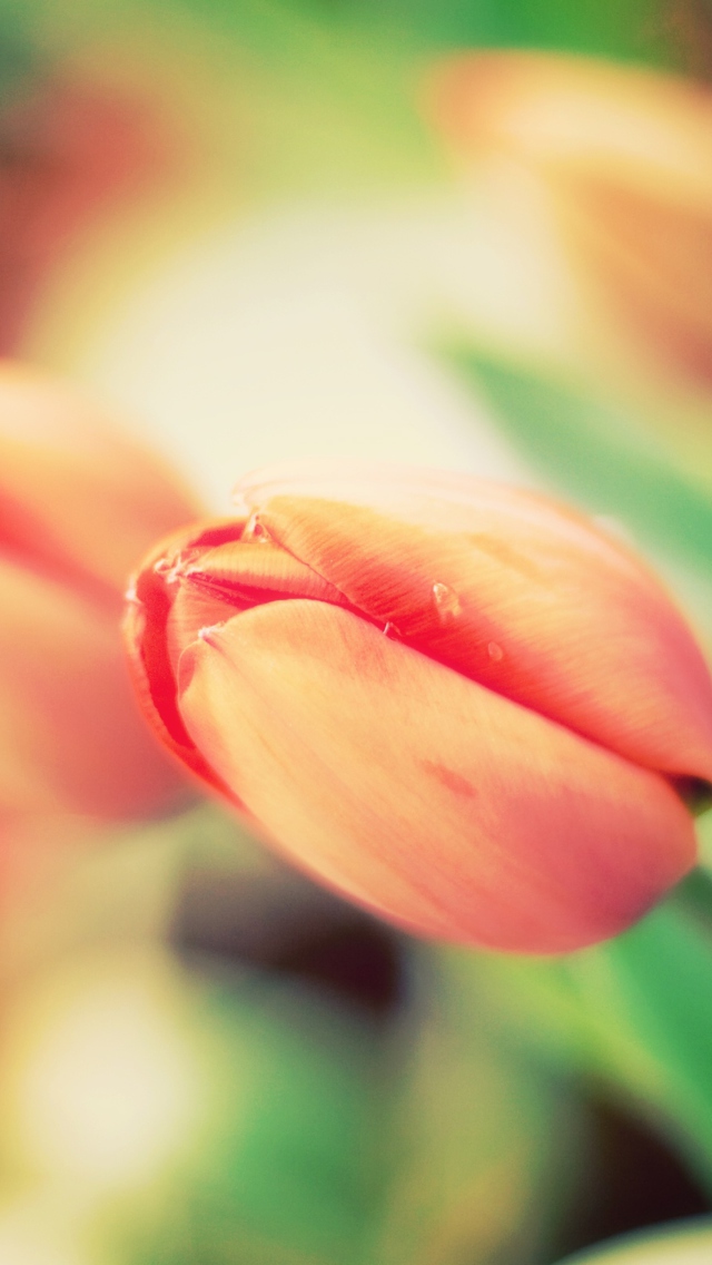 Early Tulips wallpaper 640x1136