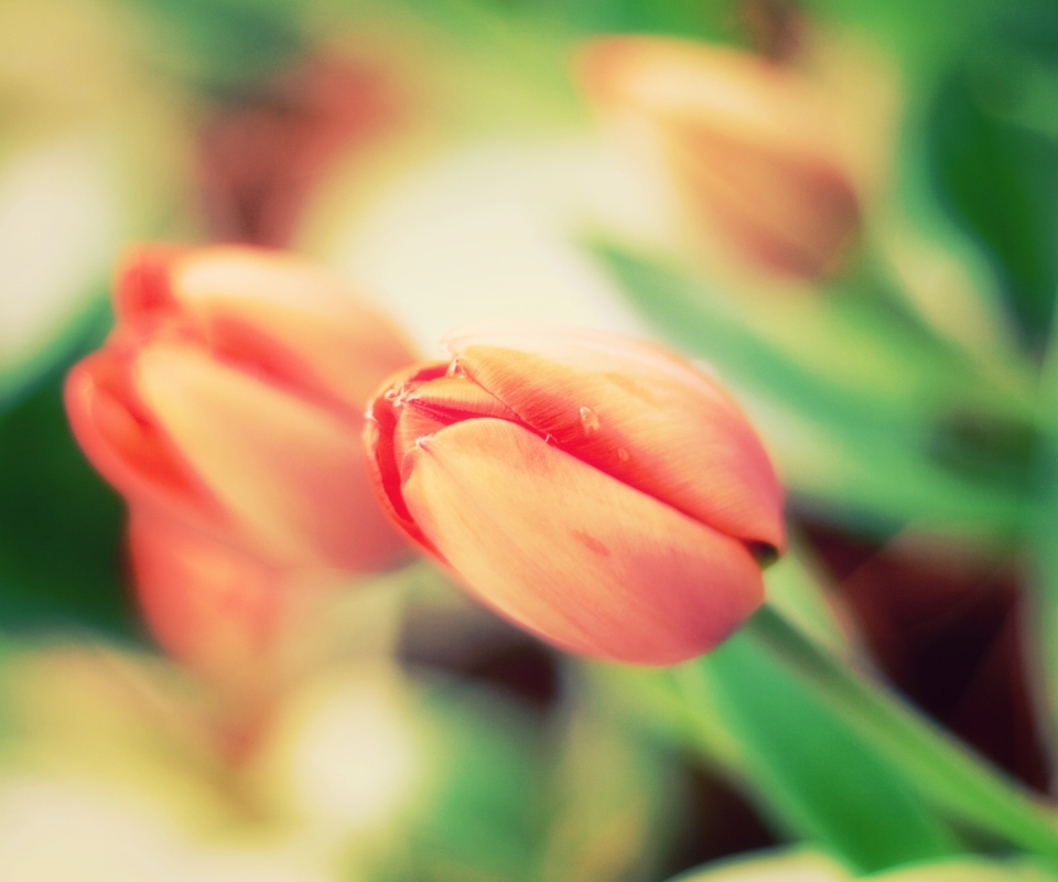 Early Tulips screenshot #1 960x800