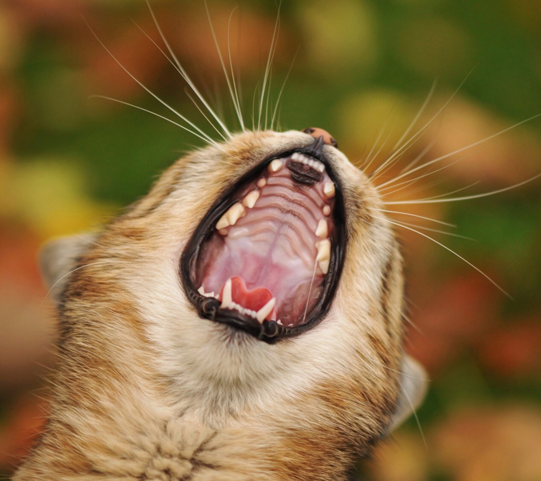 Sfondi Cute Yawning Kitten 1080x960