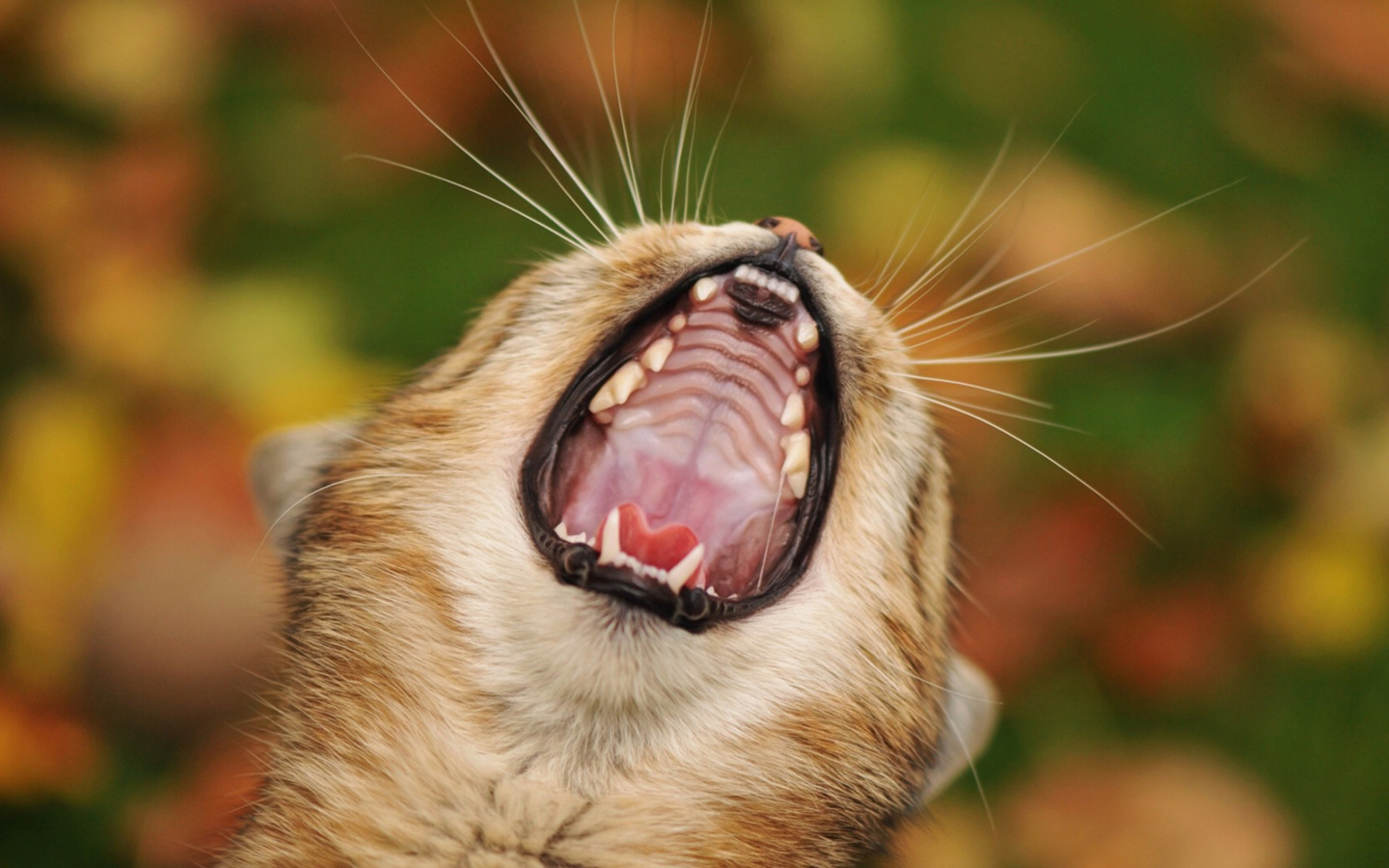 Screenshot №1 pro téma Cute Yawning Kitten 1440x900